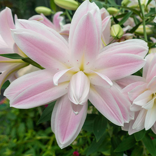 Lilium Oriental 'Lotus Breeze'